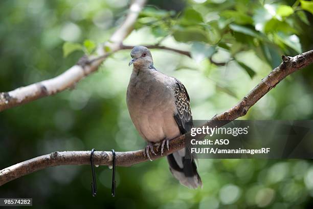 eastern turtledove perched on branch, kanagawa prefecture, japan - rf stock pictures, royalty-free photos & images