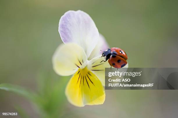 ladybug on pansy, biei, hokkaido, japan - rf stock pictures, royalty-free photos & images