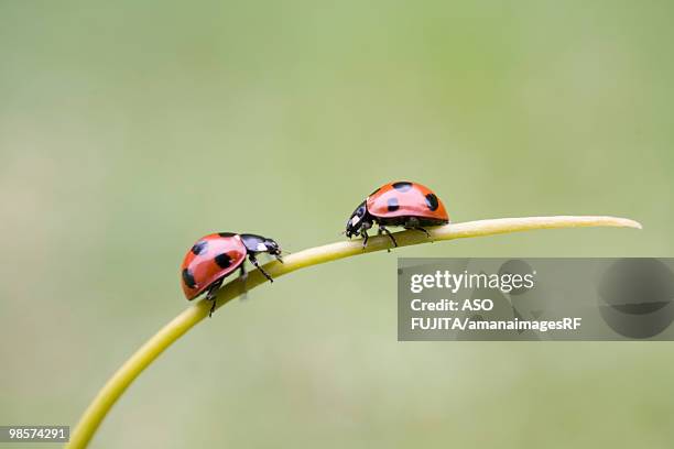 ladybugs on stem, biei, hokkaido, japan - rf stock pictures, royalty-free photos & images