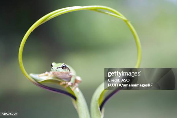 frog on plant stem, biei, hokkaido, japan - rf stock pictures, royalty-free photos & images