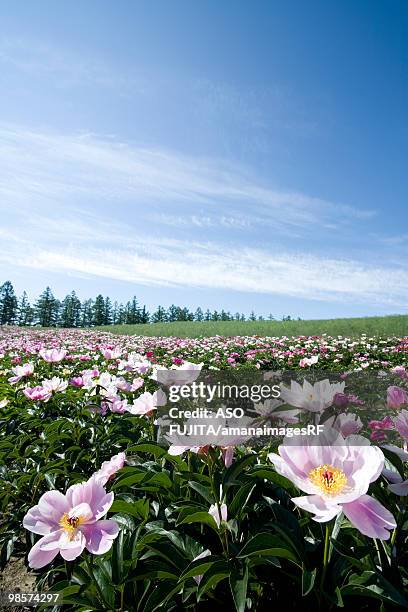 field of chinese peonies under blue sky, biei, hokkaido, japan - rf stock pictures, royalty-free photos & images