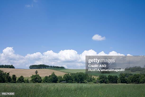 rural landscape. biei, hokkaido prefecture, japan - rf stock pictures, royalty-free photos & images