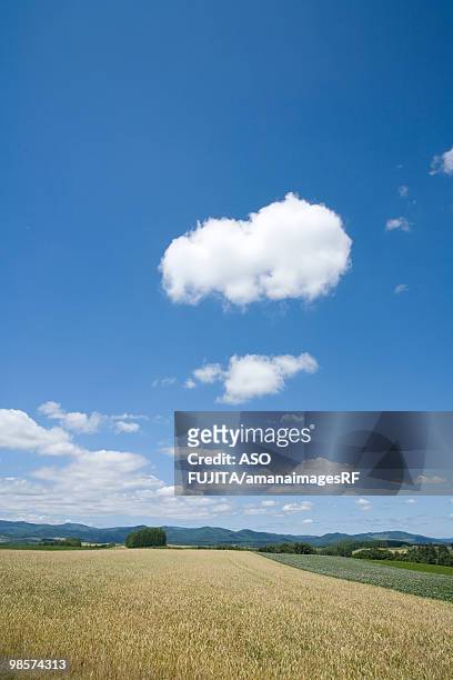 wheat fields and blue sky. biei, hokkaido prefecture, japan - rf stock pictures, royalty-free photos & images