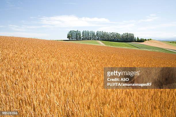 wheat field, biei, hokkaido, japan - kamikawa subprefecture stock pictures, royalty-free photos & images