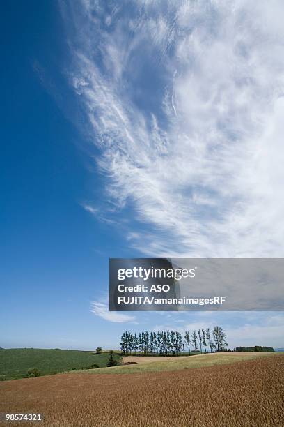 wheat fields and blue sky. biei, hokkaido prefecture, japan - rf stock pictures, royalty-free photos & images