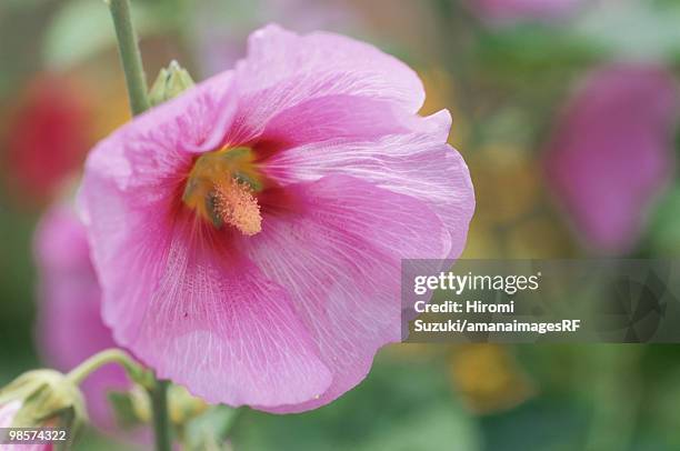 rose mallow flower, kawaguchi, saitama prefecture, japan - hiromi stockfoto's en -beelden