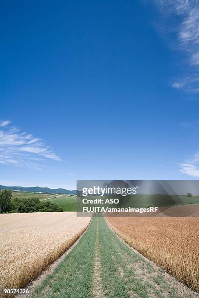 wheat fields and blue sky. biei, hokkaido prefecture, japan - rf stock pictures, royalty-free photos & images