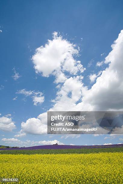 oilseed rape field. biei, hokkaido prefecture, japan - kamikawa subprefecture stock pictures, royalty-free photos & images