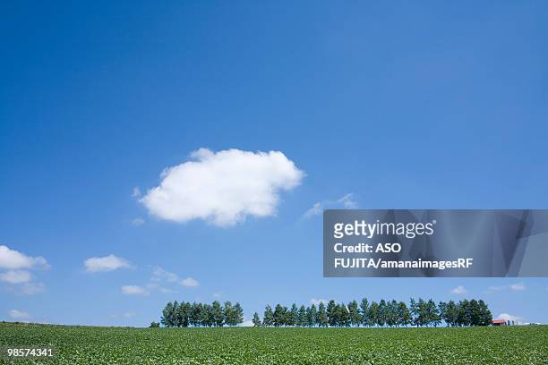 white birch trees and agricultural fields. biei, hokkaido prefecture, japan - kamikawa subprefecture stock pictures, royalty-free photos & images