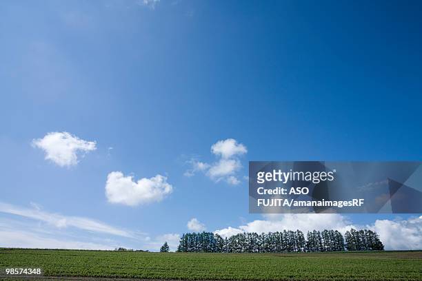 agricultural fields with trees in background. biei, hokkaido prefecture, japan - rf stockfoto's en -beelden