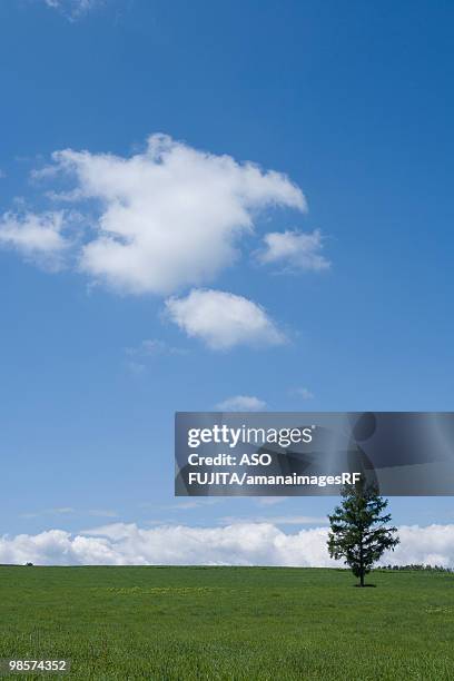 single tree on green field. biei, hokkaido prefecture, japan - kamikawa subprefecture stock pictures, royalty-free photos & images