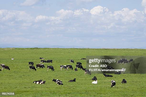 cows grazing on paddock. biei, hokkaido prefecture, japan - kamikawa subprefecture stock pictures, royalty-free photos & images