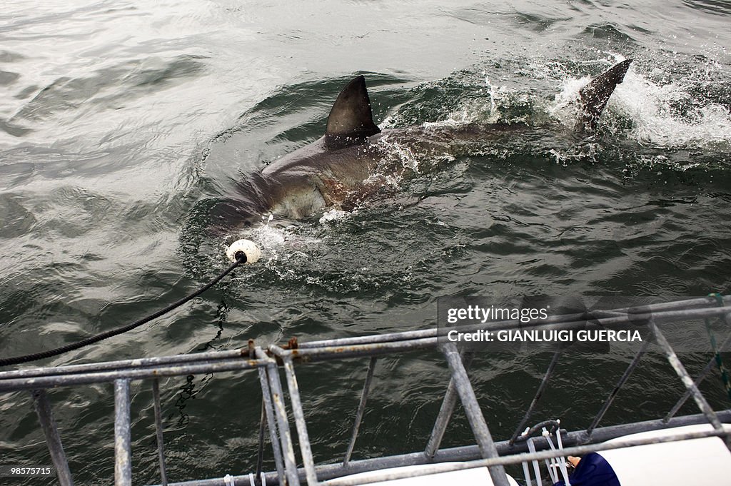 TO GO WITH AFP STORY BY JUSTINE GERARDY