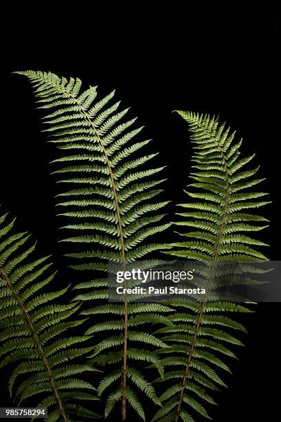polystichum setiferum (soft shield fern, bristle holly fern) - farn stock-fotos und bilder