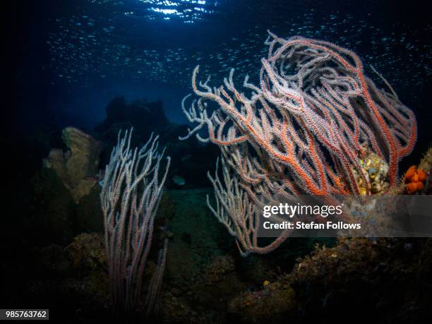 sea fan - echinigorgia sp. - gorgonia sp stock pictures, royalty-free photos & images