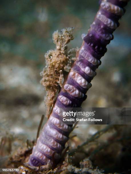 sea pen shrimp - latreutes sp. - sea pen stock pictures, royalty-free photos & images