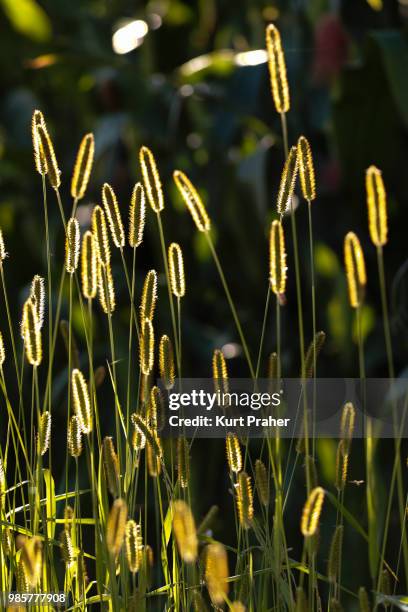 bottles fountain grass - fountain grass stock pictures, royalty-free photos & images