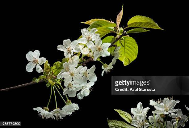 prunus avium (wild cherry, sweet cherry; bird cherry) - flowers - wild cherry tree stock-fotos und bilder