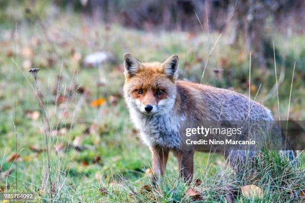 volpe , the fox - volpe stock pictures, royalty-free photos & images