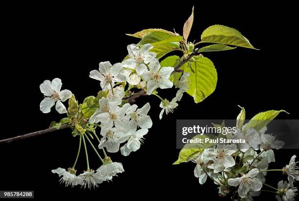 prunus avium (wild cherry, sweet cherry; bird cherry) - flowers - wild cherry tree - fotografias e filmes do acervo