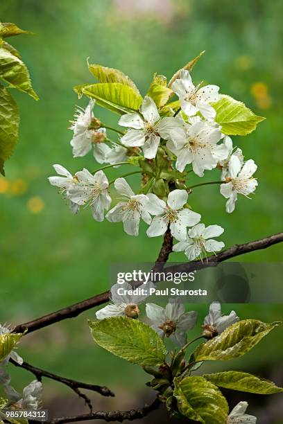 prunus avium (wild cherry, sweet cherry; bird cherry) - flowers - wild cherry tree stock-fotos und bilder