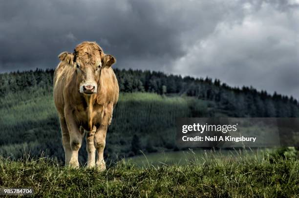 monarch of the glen - kingsbury stock pictures, royalty-free photos & images