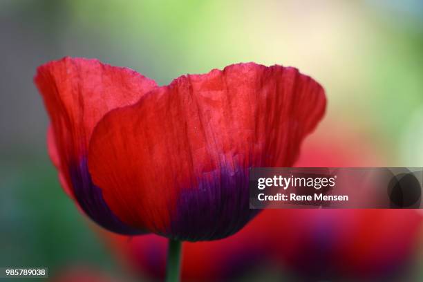 papaver somniferum - mensen stock-fotos und bilder