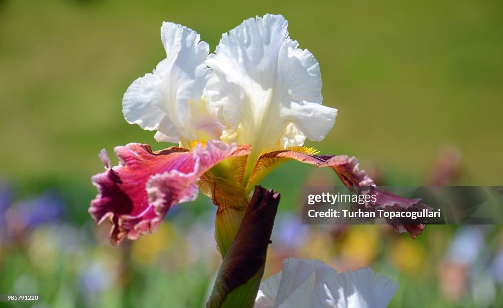 Iris
