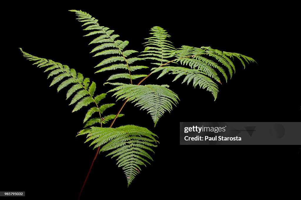 Pteridium aquilinum (bracken, brake, eagle fern)