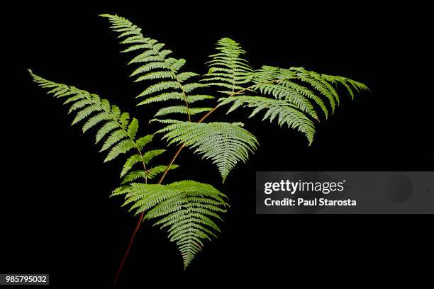 pteridium aquilinum (bracken, brake, eagle fern) - varen stockfoto's en -beelden