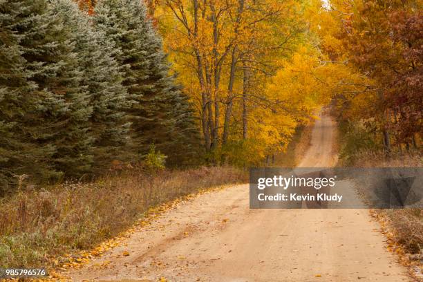 autumn country road scene in oceana county - oceana stock pictures, royalty-free photos & images