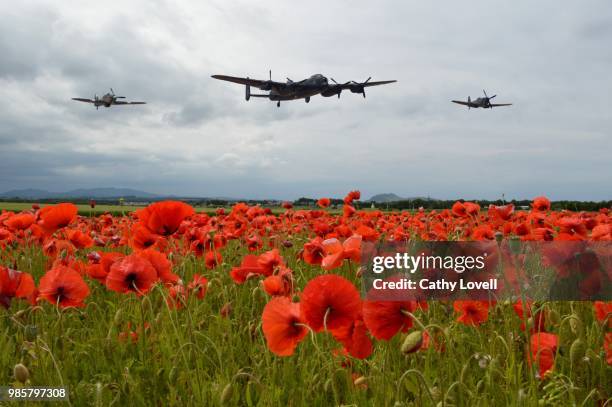 lest we forget - lest we forget 個照片及圖片檔