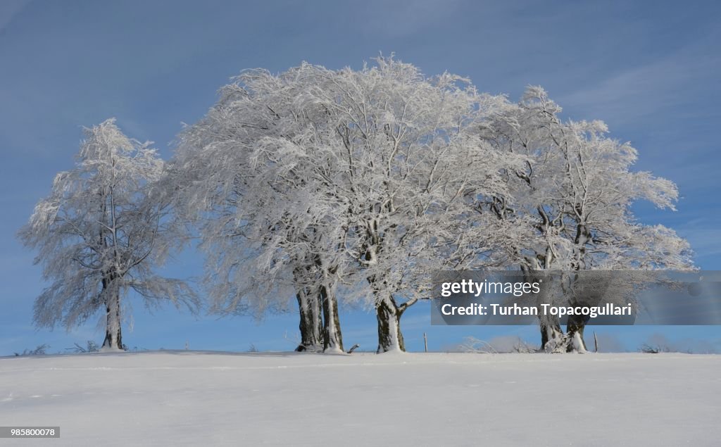 Winter in Black Forest