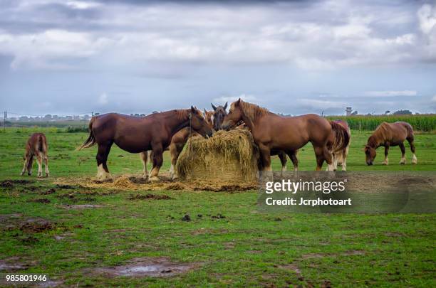 caballos - caballos stockfoto's en -beelden
