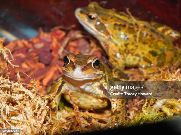 garden frog - anura stock pictures, royalty-free photos & images