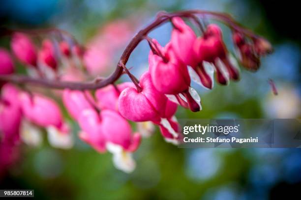 wet pink - paganini stock pictures, royalty-free photos & images