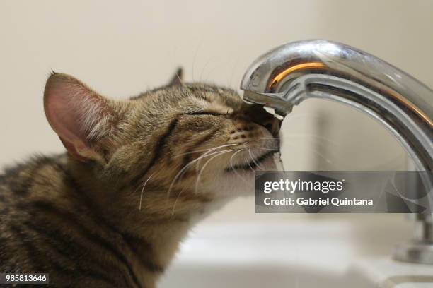 a cat drinking water from a tap. - cat drinking water stock pictures, royalty-free photos & images