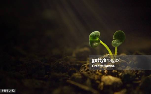 the touch of life - plant growth stock pictures, royalty-free photos & images