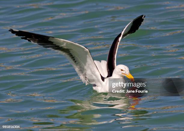 kelp gull - kelp gull stock pictures, royalty-free photos & images