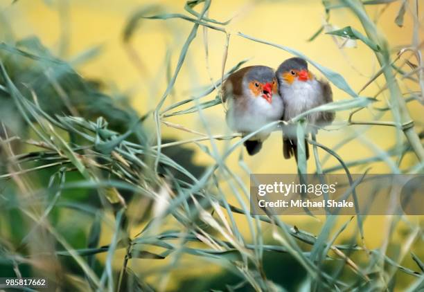 love birds - monogamous animal behavior stock pictures, royalty-free photos & images