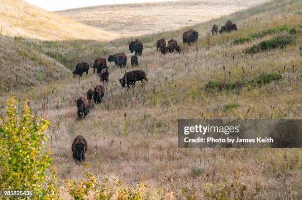 a small herd of american bison move down a hill in the national bison range. - djurskyddsområde bildbanksfoton och bilder