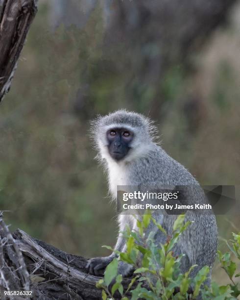the vervet monkey is one of only two species found in south africa and is also the most commonly sighted. - allesfresser stock-fotos und bilder