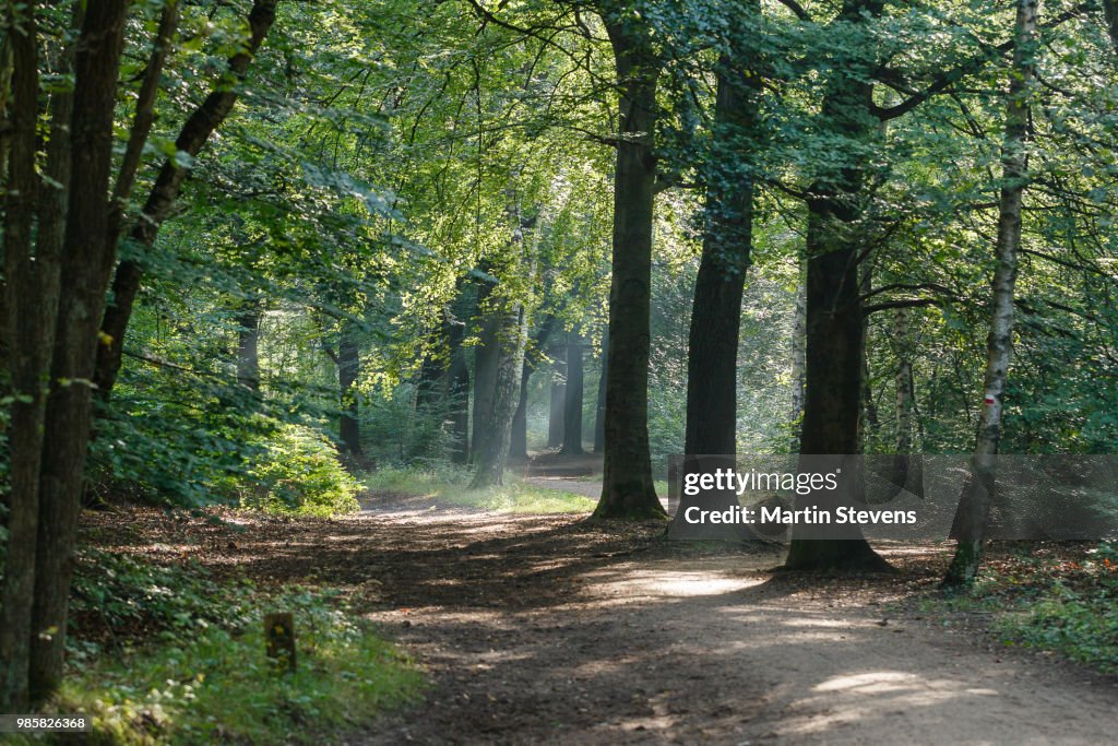 Forrest, Spanderswoud, Hilversum, Noord Holland, Netherlands