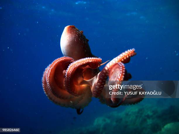 octopus - tentacle stockfoto's en -beelden