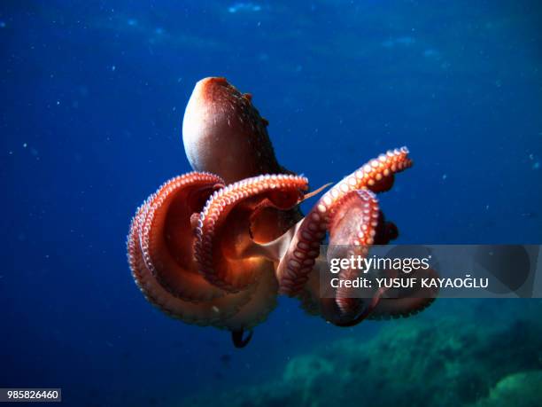 octopus - tentacle imagens e fotografias de stock