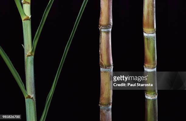 saccharum officinarum (sugarcane) - cana de acucar imagens e fotografias de stock