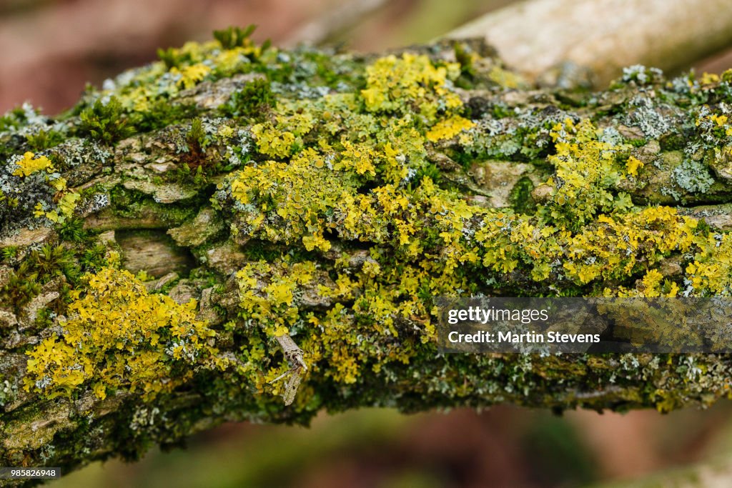 Lichen, Korstmos, Lage Vuursche, Utrecht, Netherlands