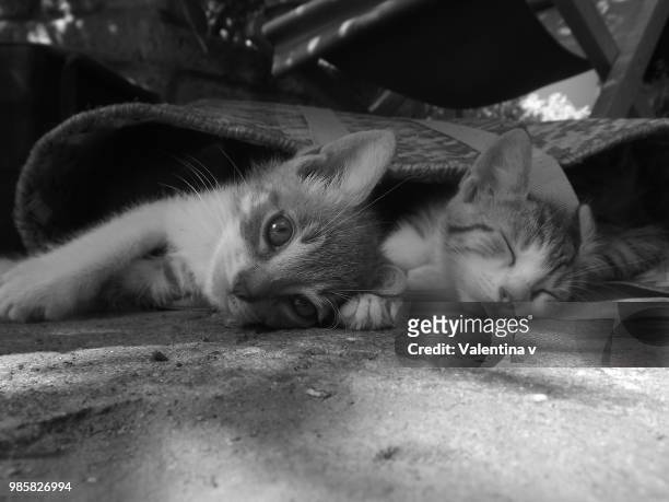 sweety kittens black and white - sweety stock pictures, royalty-free photos & images