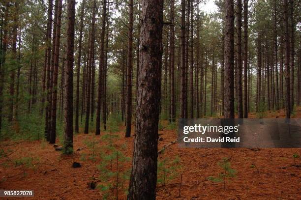 red pine - red pine stock pictures, royalty-free photos & images