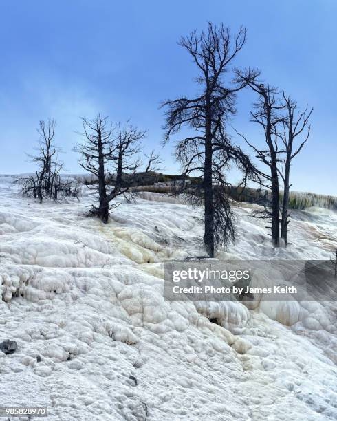 looking like snowfall on an alien planet, skeletal dead trees rise from the travertine encrusted ground of mammoth hot springs in yellowstone national park. - 炭酸石灰 ストックフォトと画像